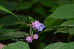 Strobilanthes lupulinus